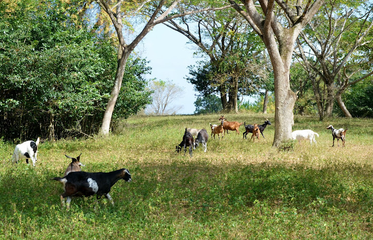 Goatfarm Tobago