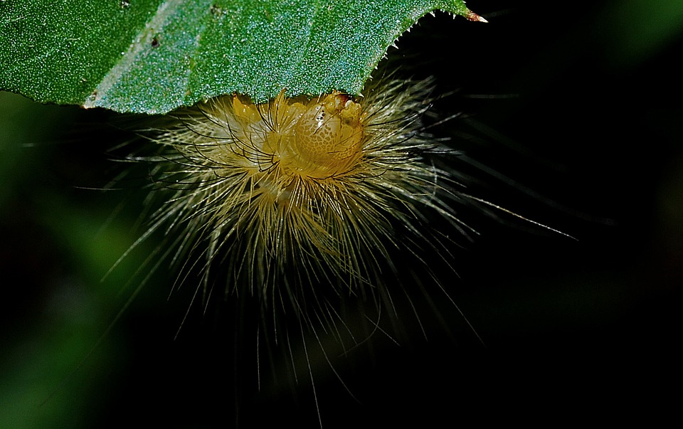 Yellow Caterpillar With Black Spikes? Find Out If It's Friendly Or Not