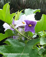 Solanum wrightii