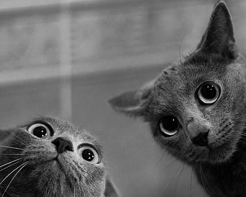 gatos grises con ls ojos muy abiertos