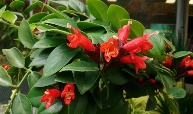 Cantinho verde - horta e jardim: Columéia batom - Aeschynanthus radicans