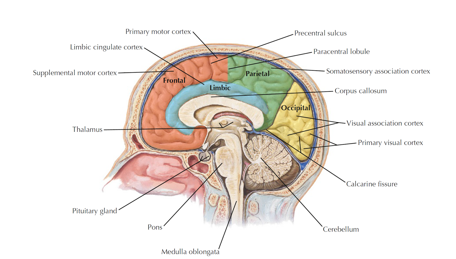 Brain diagrams