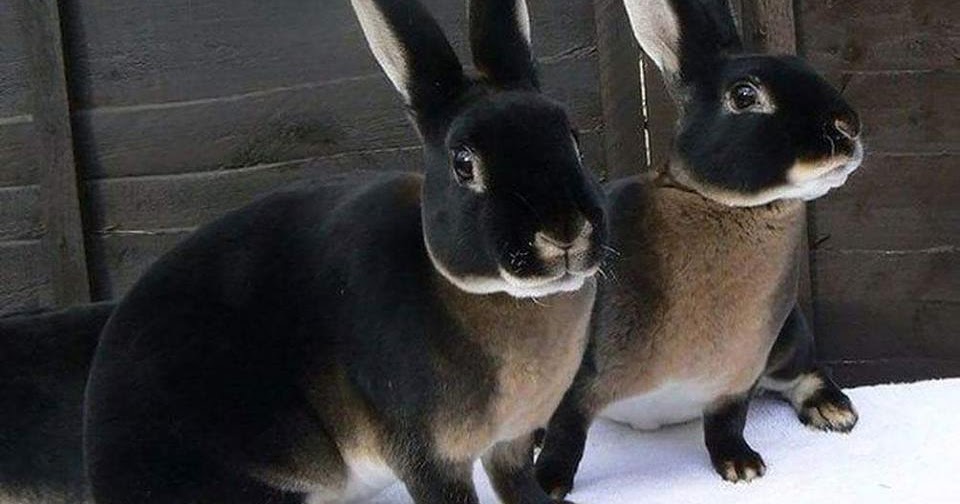 black otter rex bunnies