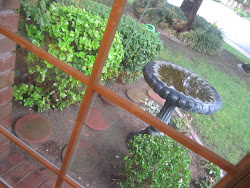 window rainy rain outside wet garden found views