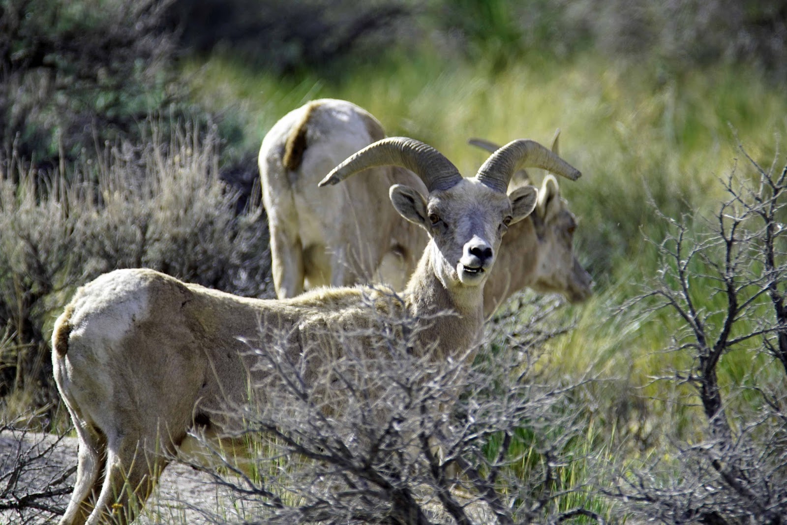 Mid Sierra Musings The Endangered Sierra Nevada Bighorn Sheep Close Up