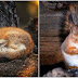 Finnish Photographer Shows The Beauty Of Fairy Forests In Finland