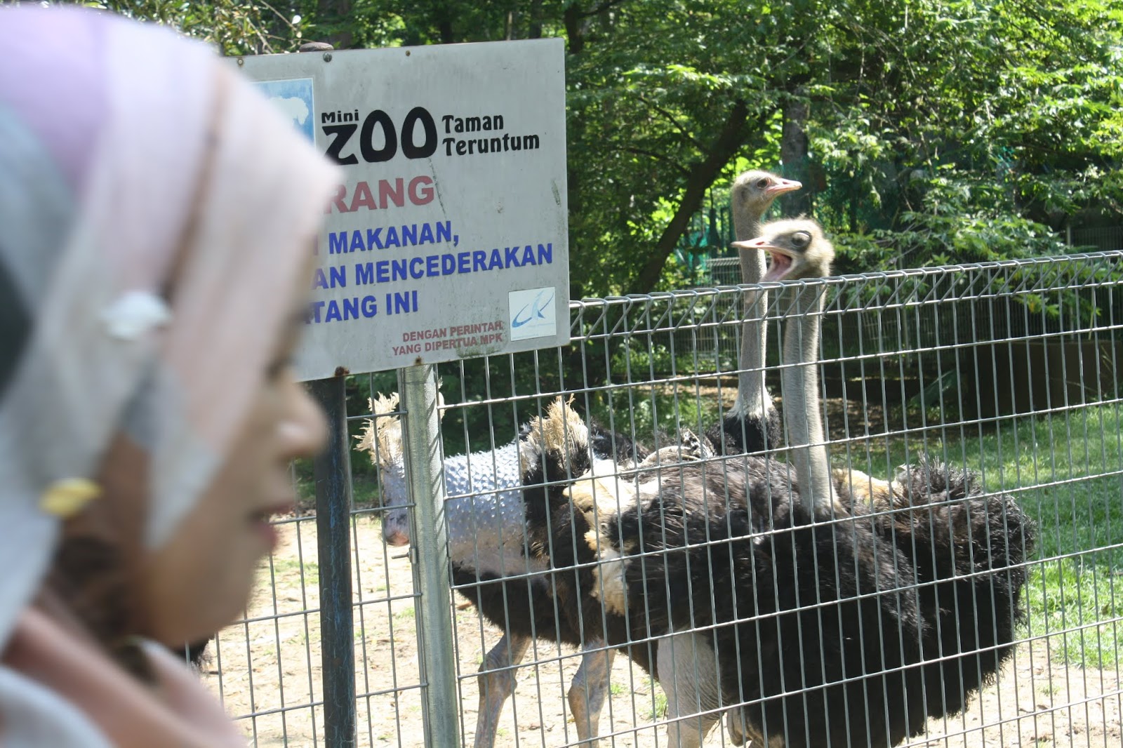 Hidupan Jinak Di Mini Zoo Taman Teruntum Kuantan Pahang