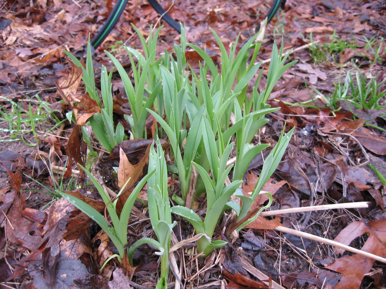 Locafaces Foraging It's Time For Wild Chives