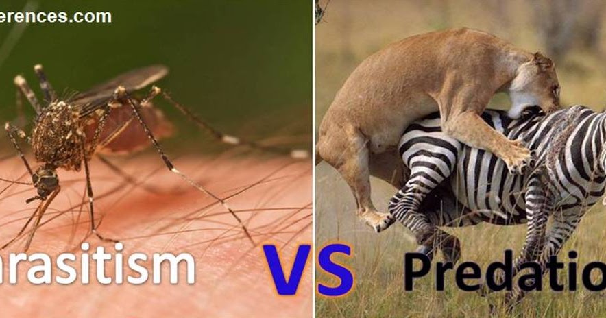 how are predator/prey and parasite/host relationships similar