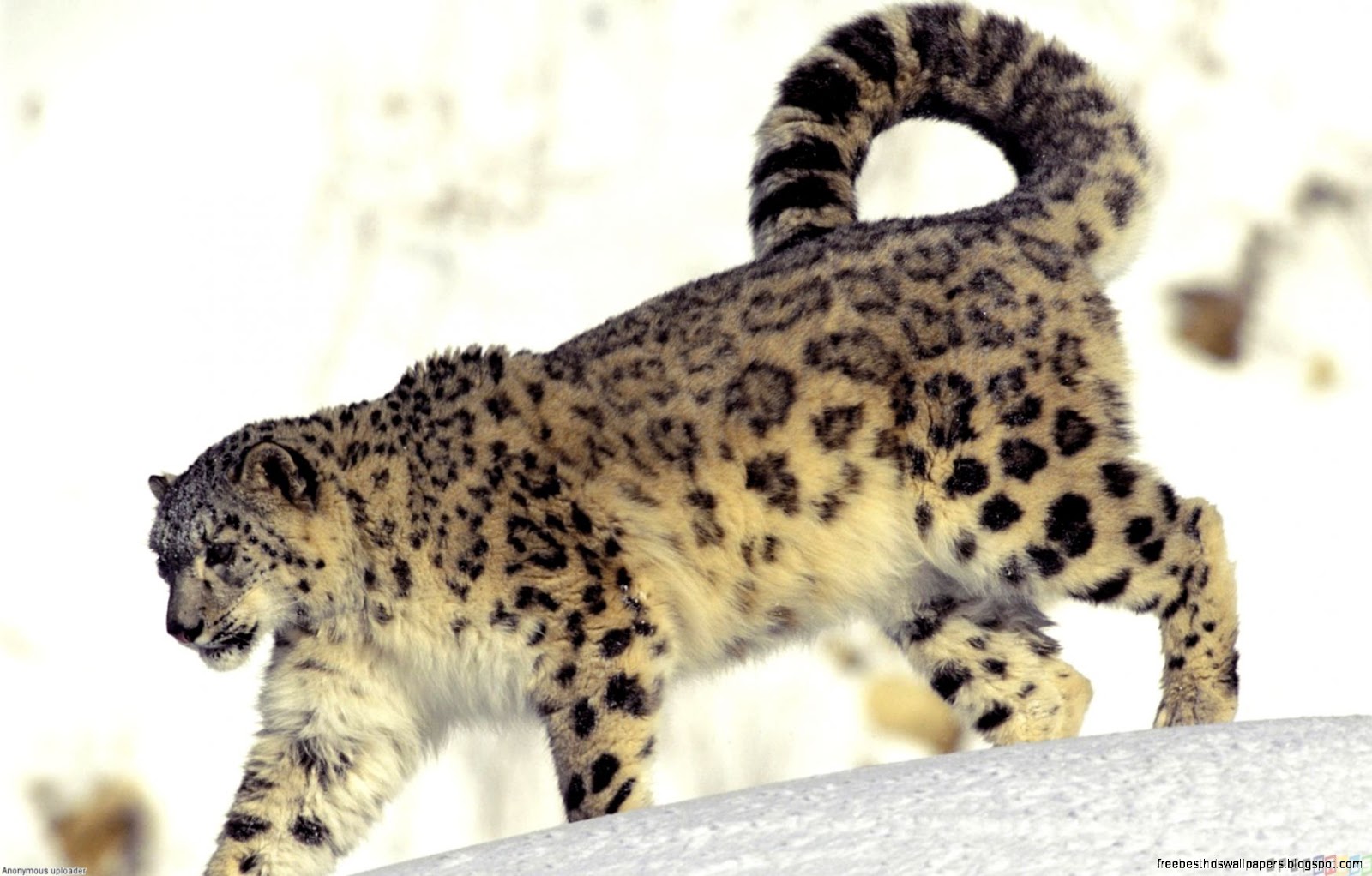 Snow Leopard Animal