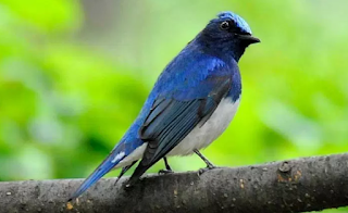 Suara Burung Selendang Biru Gacor Mp3 Untuk Masteran