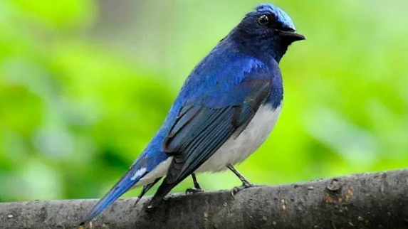 Download Suara Burung Selendang Biru Gacor Mp3 Untuk Masteran