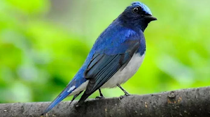 Download Suara Burung Selendang Biru Gacor Mp3 (Masteran dan Pikatan)