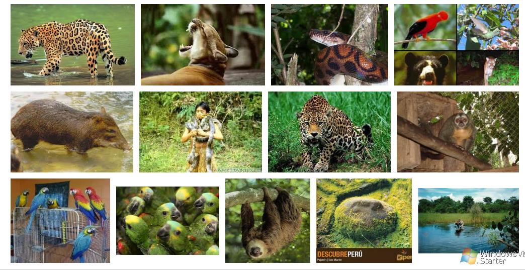 APOYO EDUCATIVO PRIMARIA: IMAGENES FAUNA DE LA COSTA, SIERRA Y SELVA