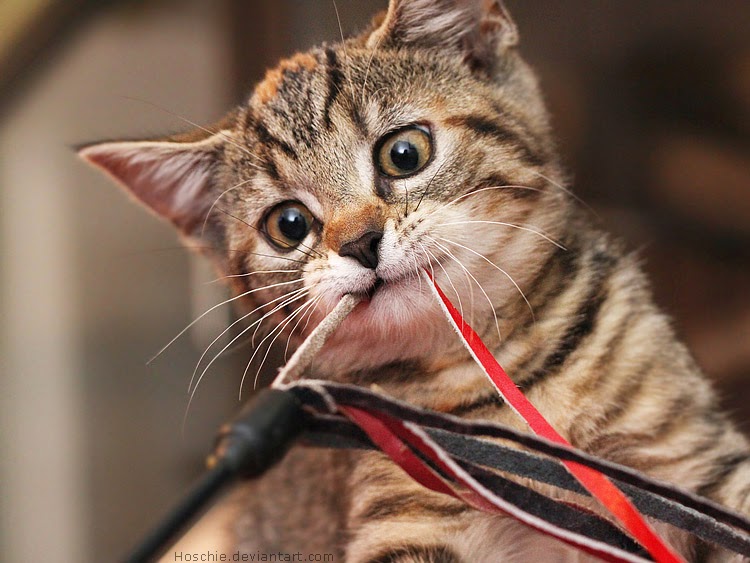 Cempluegk 150 Gambar Kucing Lucu Imut Anggora Persia Maine Termasuk
