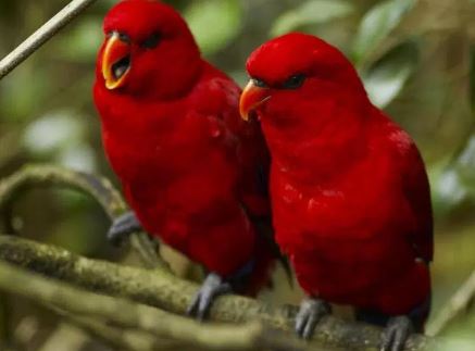 Jenis Lovebird Warna Dari Harga Murah Sampai Paling Mahal Cara