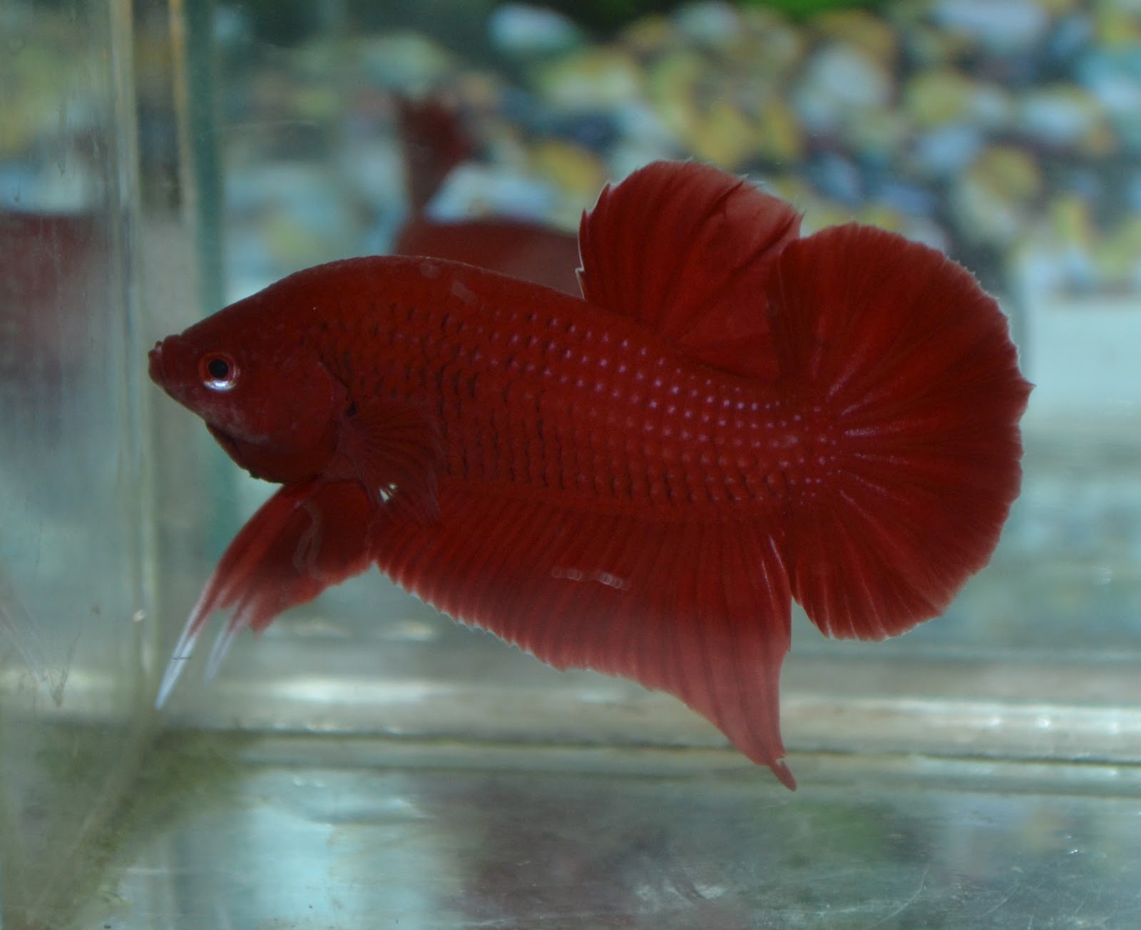 Betta Fish Afira: Betta HMPK Super Red ( SOLD OUT )