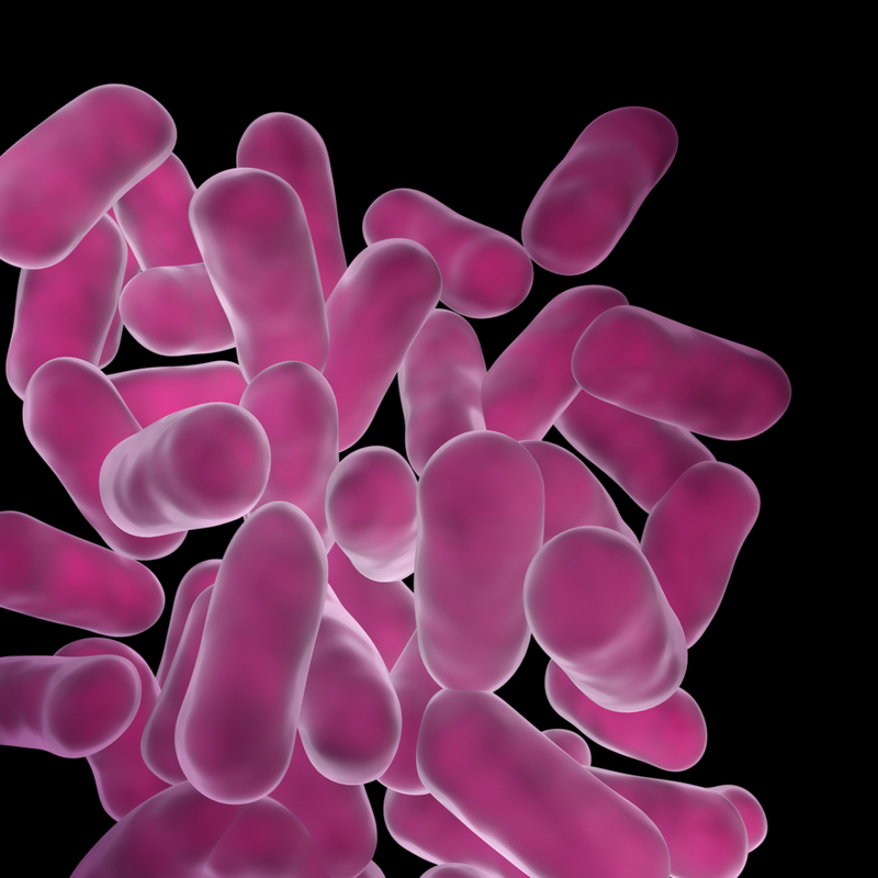 lactobacillus overgrowth lactobacillus overgrowth
