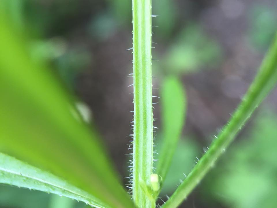 The Natural Naturalist Cleavers vs Sweet Woodruff
