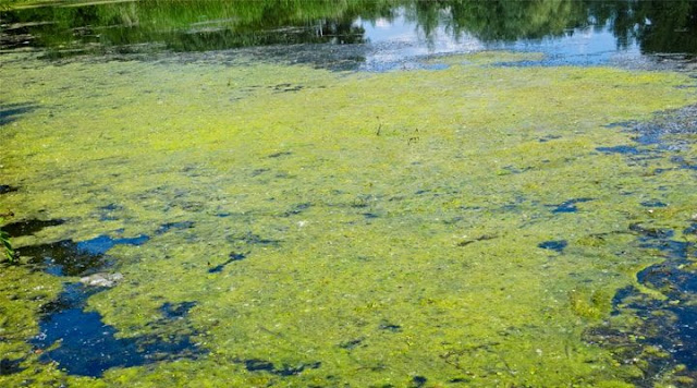 Algae, Ganggang, Kolam, Pond