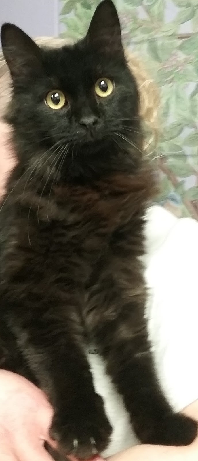 Cape May County Animal Shelter & Adoption Center at PetSmart in Rio