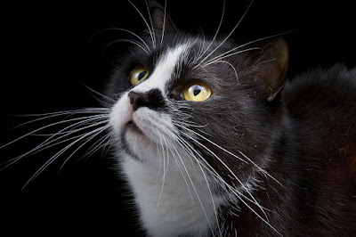 Close up of black and white cat with white whiskers against black background