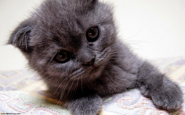 Photo petit chat gris