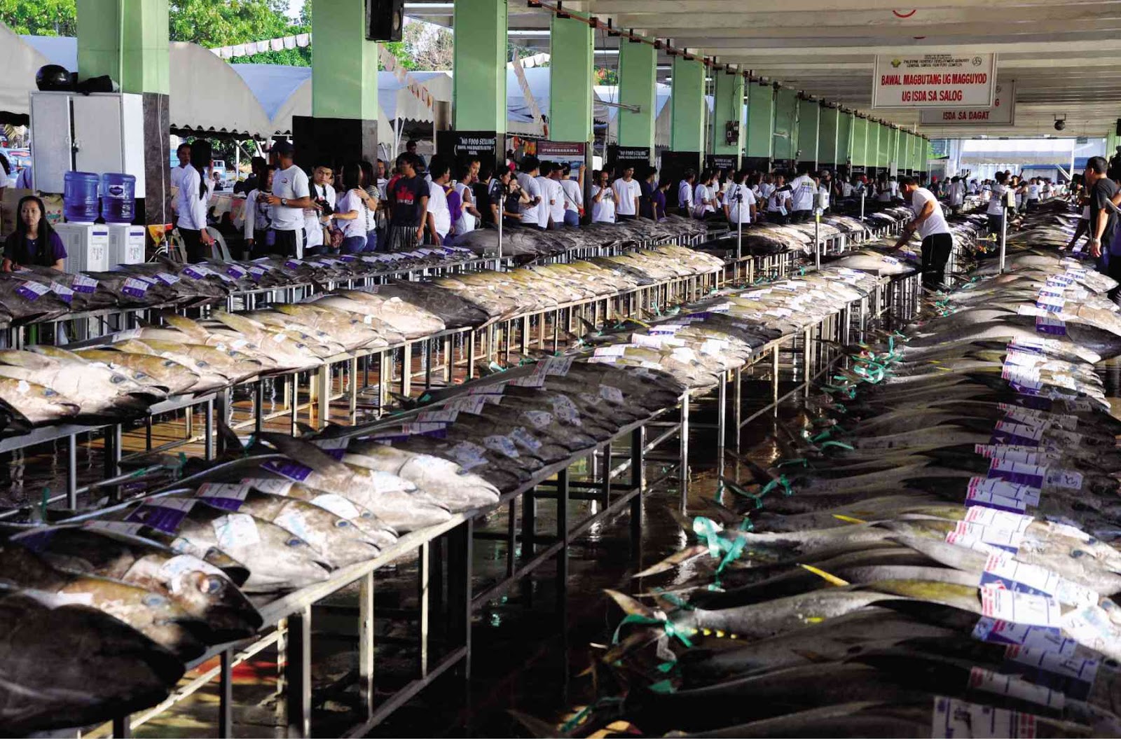 Fresh Tuna Supplier, Supplier Tuna Indonesia, Tuna Factory In Indonesia