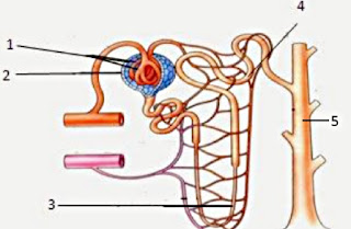 Prediksi Soal Unbk Ipa Smp Tahun 2020 Lengkap Beserta Pembahasannya Administrasi Ngajar