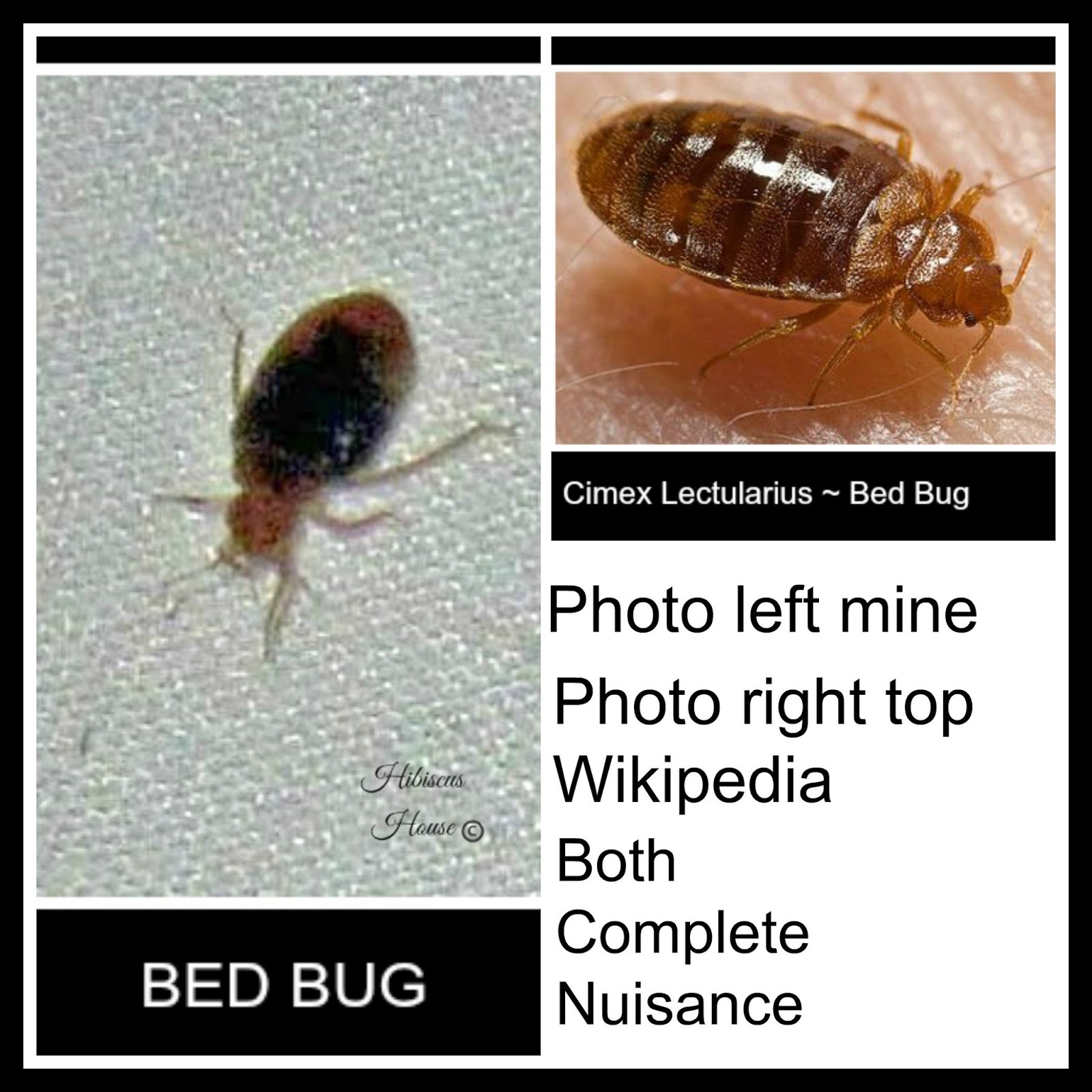 Hibiscus House Bed Bugs The Horror and Tips!