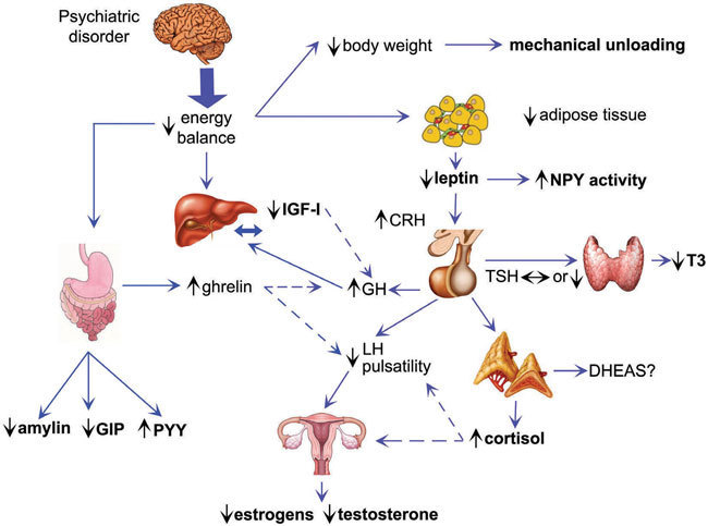 Cetosis nutricional y equilibrio hormonal