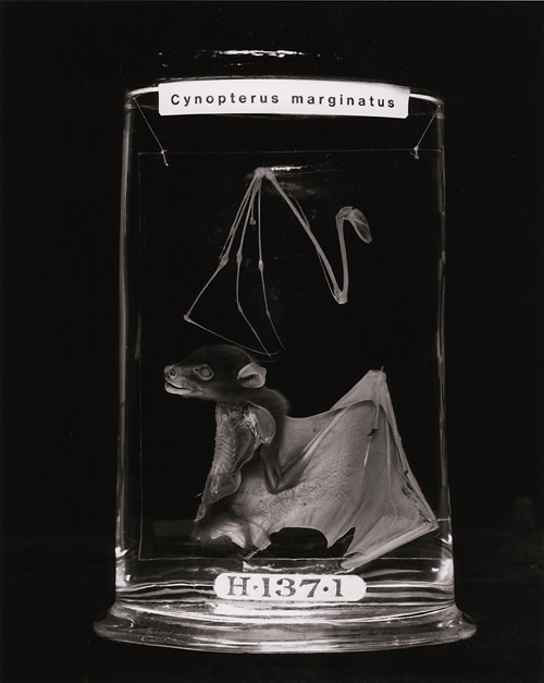 Консервация животных. Консервация животных. Консервированные органы. Заспиртованные животные. Консервация животных.