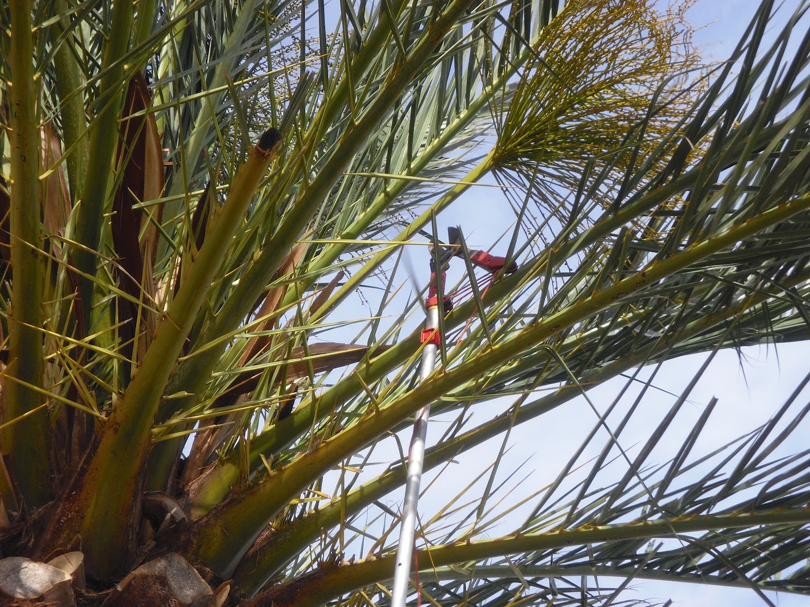 Caballito de cartón: TRATAMIENTO PALMERA