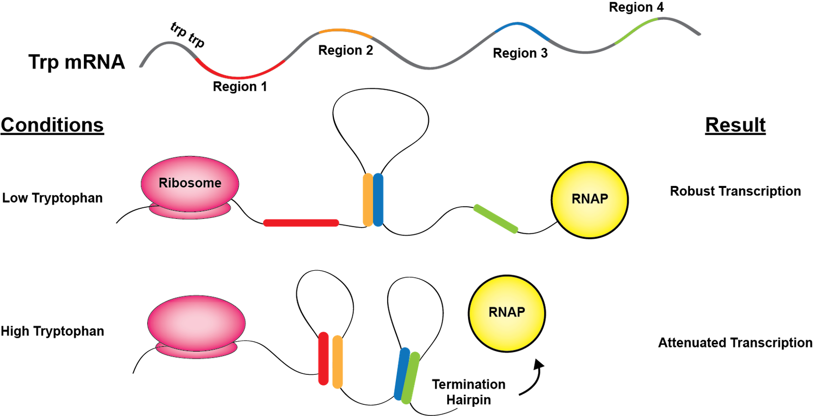 Poor, Hungry, and Drowsy: The Trp Operon