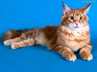 gato-maine-coon-raza-caracteristicas