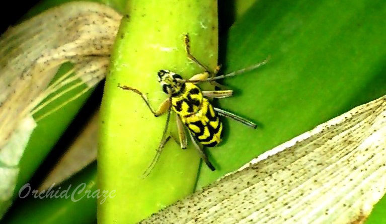 Pilgrim Insect OrchidCraze: Night Visitor...