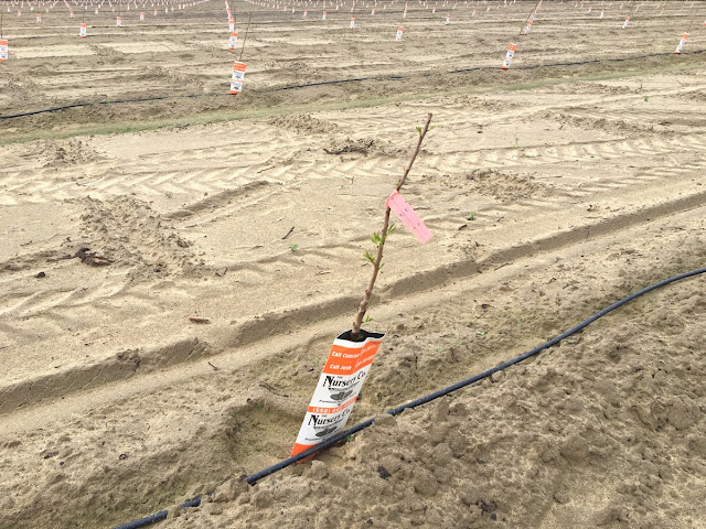 newly planted orchard tree