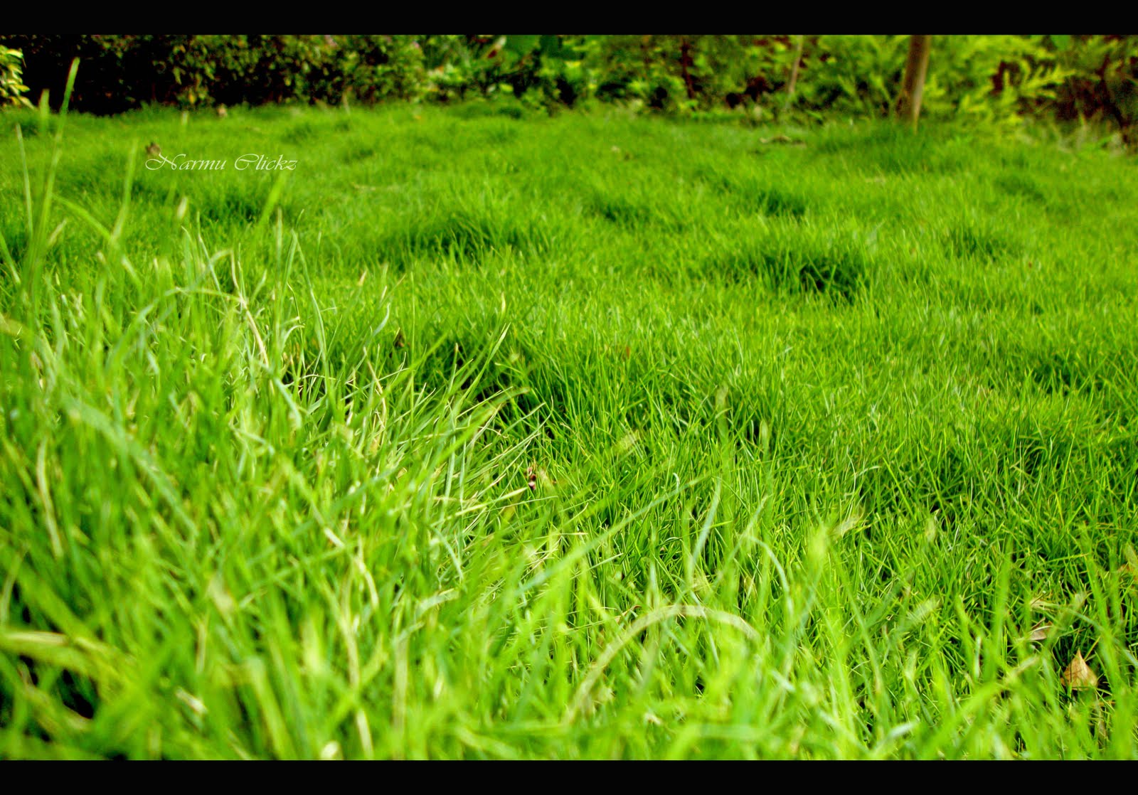 Narmu Clickz: Greeny Grass