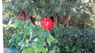 Pablo Neruda adore parler des fleurs et des rose en général dans ses poèmes 