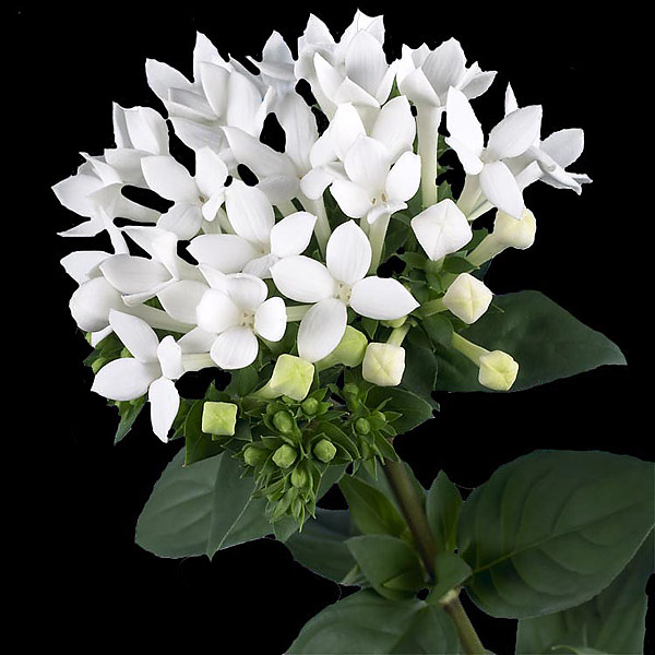 Beauty Of Flowers Bouvardia