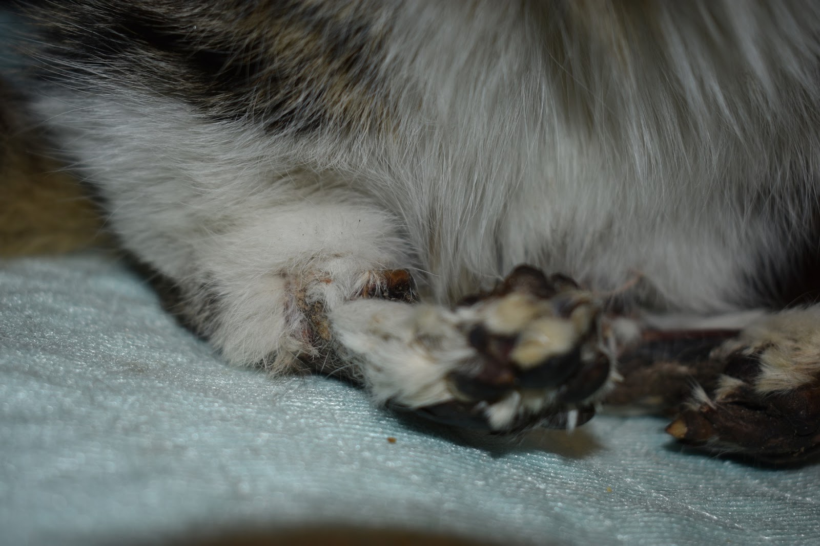 Red Lake Rosie's Rescue: Victim Zorro