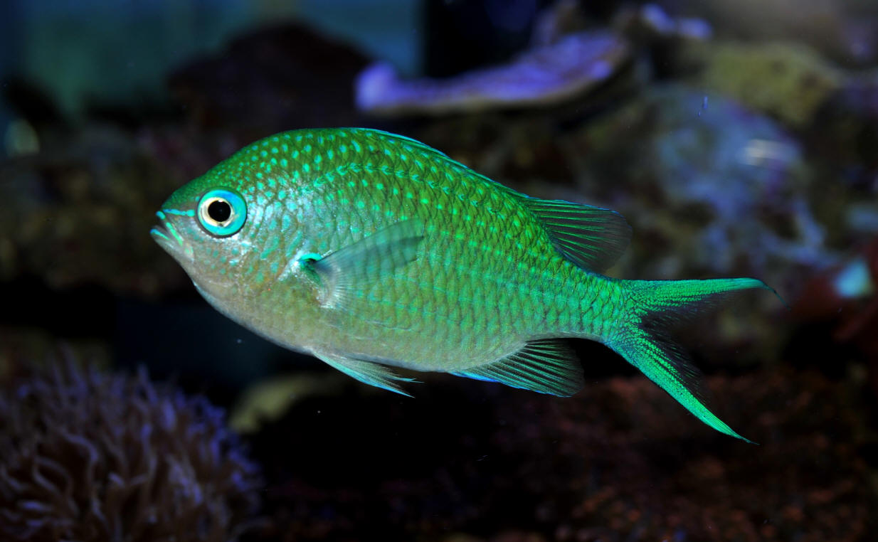 Virginia Tech Ichthyology Class : Finding Sustainability in the Marine