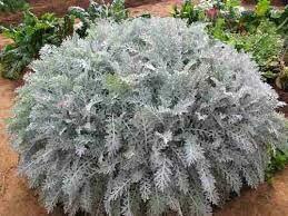 Cineraria marítima Planta arbustiva con arte topiario de forma redondeada