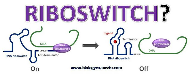 what are riboswitches?