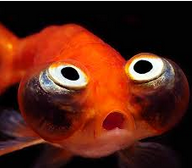 Jenis Ikan Koki  Fanci Celestion Eye mata melihat ke atas