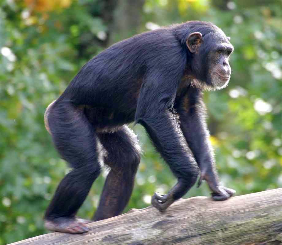 chimpanzee age span chimpanzee age span