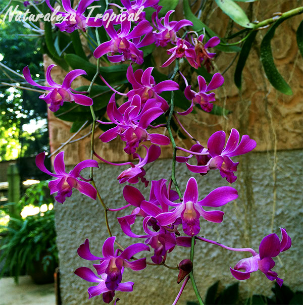 Lluvia de orquídeas con Dendrobium superbiens
