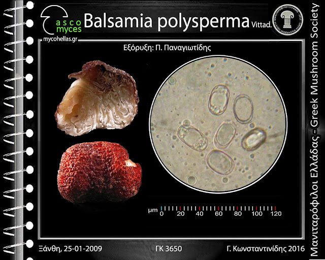 Balsamia polysperma Vittad.