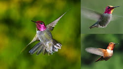 hummingbird hummingbirds pink incredible colored amazing facts shiny flying hover gorgeous unbelievable truths