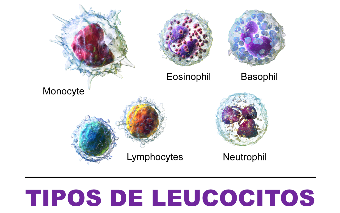 Лейкоциты нейтрофилы эозинофилы